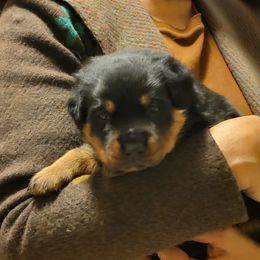 Boy 3 - Black and mahogany male Rottweiler puppy in Snohomish, Washington from Sky Valley Rottweilers