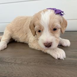 Emma - Yellow and white female Bernedoodle puppy in Garrettsville, Ohio from Sunset Family Farm