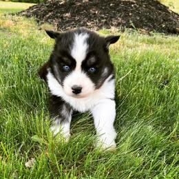 Miniature Australian Shepherd and Siberian Husky Puppies from Anna Philbrick