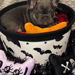 Shock (orange collar) - French Bulldog puppy from K&J Frenchies