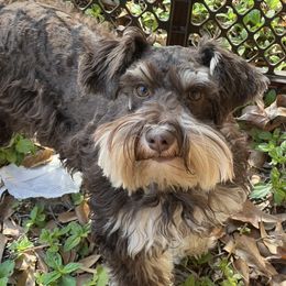 Beaux - Miniature Schnauzer