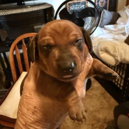 Rambler - Red male Dachshund puppy in Russellville, Arkansas from Cains River Valley Dachshunds