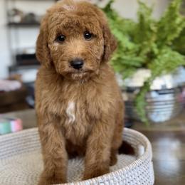 Boy 6 - Red  male Goldendoodle puppy in St George, Utah from Doodle Bears of Southern Utah