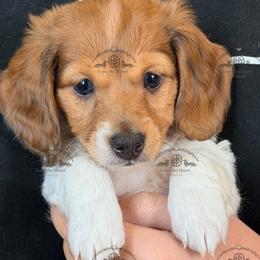 Miss. Pink-3200 - Dapple female Dachshund puppy in Sparr, Florida from From the Heart Doxies