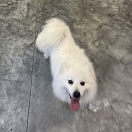 Archie - American Eskimo Dog