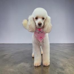Sizzle - Poodle
