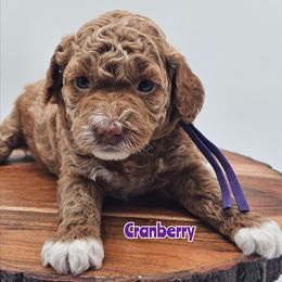 Cranberry - Red  female Poodle puppy in Salem, Missouri from Meadowbrook Poodles