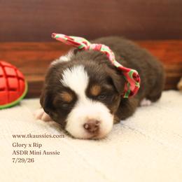 Arrow- Red Tri Male - Red tri male Miniature Australian Shepherd puppy in Nacogdoches, Texas from TK Standard, Mini, & Toy Aussies
