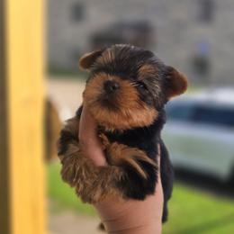 Girl 2 - Black and tan female Yorkshire Terrier puppy in Nitro, West Virginia from Nitro Elite Babydoll Yorkies