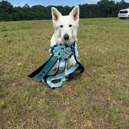 Nova - Berger Blanc Suisse