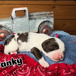 Spanky - Chocolate male Australian Labradoodle puppy in Dawson, Georgia from Still Pond Australian Labradoodles