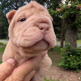 Girl 1 - Cream female Chinese Shar-Pei puppy in Autryville, North Carolina from T&D'S Razen Wrinkles Shar-pei