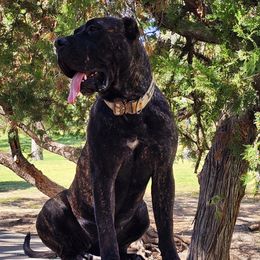 Raven - Perro de Presa Canario