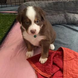 Australian Shepherd Puppies from Kent island Aussies