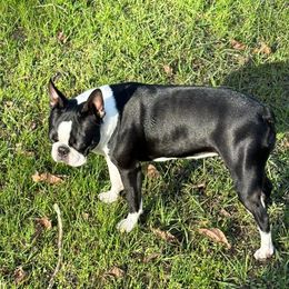 Rue - Boston Terrier
