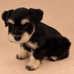 Enzo - Black and silver male Miniature Schnauzer puppy in San Augustine, Texas from My Little Schnauzer Pals