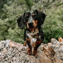 Ducky - Dachshund