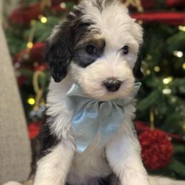 Red collar female - Merle female Sheepadoodle puppy in Mesa, Arizona from Desert Sheepies and Doodles