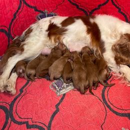 Cavapoo and Poodle Puppies from Browns Babies