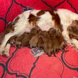 Cavapoo and Poodle Puppies from Browns Babies