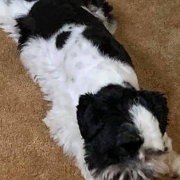 Miniature Schnauzers from Slaton’s Schnauzers