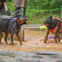 Beaucerons from Feu de l'Âme Beaucerons