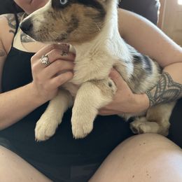 American Corgi, Cardigan Welsh Corgi, and Pembroke Welsh Corgi Puppies from Enok Corgis