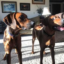 Rhodesian Ridgeback All Grown Up from Stoneridge Ridgebacks