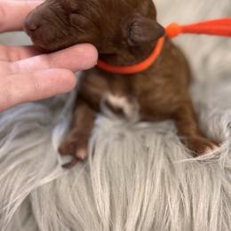Scarlet - Red  female Poodle puppy in Osyka, Mississippi from Southern Sunshine Standards
