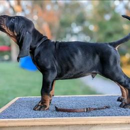 Mr Brown - Black and tan male Black and Tan Coonhound puppy in Madisonville, Tennessee from Blackstone Valley Hounds