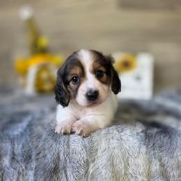 Squirt - Cream male Dachshund puppy in Indianapolis, Indiana from Homegrown Hoosier Dachshunds