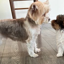 Cappy - Yorkshire Terrier