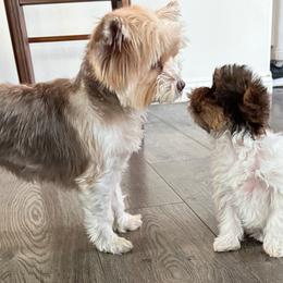 Cappy - Yorkshire Terrier