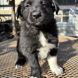 Buddy - Black & white male Australian Shepherd puppy in Chatsworth, California from AlwaysAussies