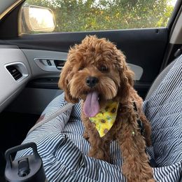 Cockapoo and Goldendoodle All Grown Up from Southern Belle Doodles