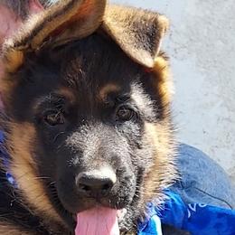 German Shepherds from sharon Minerd