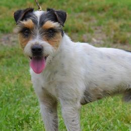 Russell Terriers from Seagull Limited JRTCA Jack Russell’s