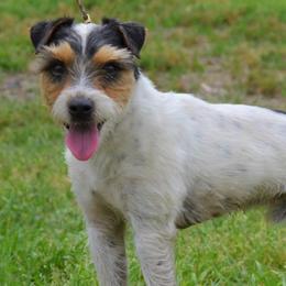 Russell Terriers from Seagull Limited JRTCA Jack Russell’s