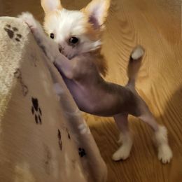 Chinese Crested Puppies from Zion"s Chinese Cresteds