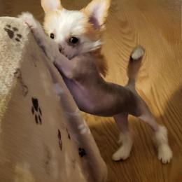 Chinese Crested Puppies from Zion"s Chinese Cresteds