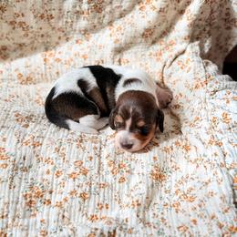Dachshund Puppies from Drift & Dash Dachshunds