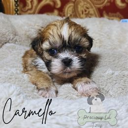 Carmello - Sable and white male Shih Tzu puppy in Lake City, South Carolina from Precious Lil Tzus