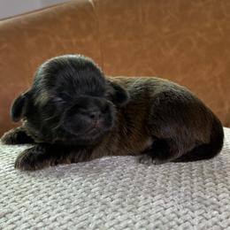 Girl 1 - Chocolate female Shih Tzu puppy in Groveland, Florida from Jenny's Shih Tzus