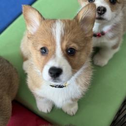 Pembroke Welsh Corgi Puppies from C & C Colorado Corgis