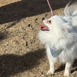 Snowdrop - Black parti Pomeranian puppy in San Diego, California from PS pomeranians