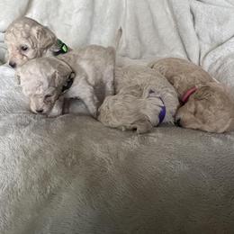 Poodle Puppies from J'Adore Doodles