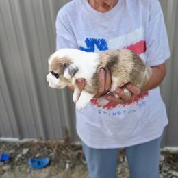 Red merle - Red merle and white male American Corgi puppy in Odessa, Missouri from LOYAL T K9's CORGIS