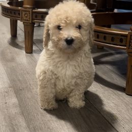 Goldendoodle and Labradoodle Puppies from Oodles of doodles nw ga