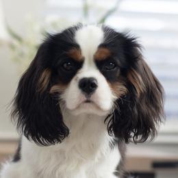Brittany and Cavalier King Charles Spaniel Puppies from Katy Cavaliers & Barefoot Days Brittanys