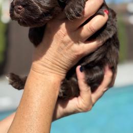 Miniature Schnauzer Puppies from Chiquiticos Shnauzers